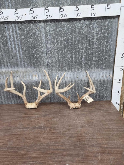 2 Sets Of Whitetail Antlers On Skull Plate