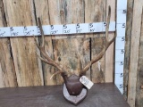 Smaller Elk Antlers On Plaque