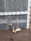 Freak 1x5 Wild Mule Deer Antlers On Skull Plate