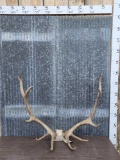 6x6 Elk Antlers On Skull Plate