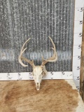 4x4 Whitetail Antlers On Skull