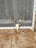 4x5 Whitetail Antlers On Skull With Sheds