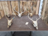 5 Whitetail Skulls Antlers