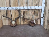 2 Sets Of Mule Deer Antlers On Plaque