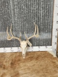 5x5 Whitetail Antlers On Skull