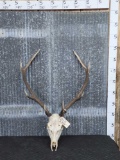 Red Stag Axis Deer Cross Antlers On Skull