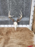 5x5 Whitetail Antlers On Skull 3rd Pedicle