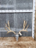 Big Boone & Crocket Mule Deer Antlers On Skull Plate