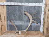 Big Caribou Shed Antler