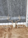 4x4 Whitetail Antlers On Skull With Sheds
