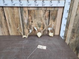 3 Sets Of Whitetail Antlers On Skull Plate