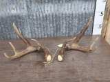 Wild Canadian 4x4 Shed Antlers