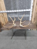 13.8 lbs Of Elk Antler Cut Offs