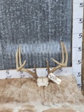 Wild 4x4 Whitetail Antlers On Skull Plate