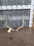 3x3 Mule Deer Antlers On Skull Plate