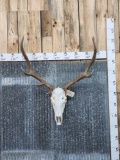 6x5 Elk Antlers On Skull