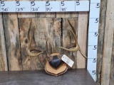 5x5 Whitetail Antlers On Plaque