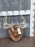 140 Class Wild Whitetail Antlers On Plaque