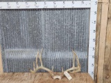 High 160 Class Whitetail Antlers On Skull Plate