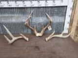 HEAVY Mass 3x4 Whitetail Antlers On Skull Plate With Sheds