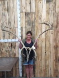 Double Shovel Caribou Antlers