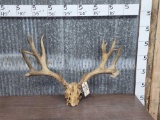 Big Mule Deer Antlers On Skull Plate