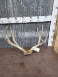 4x5 Mule Deer Antlers On Skull Plate