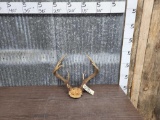 3x4 Whitetail Antlers On Skull Plate