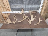 8.4 lbs Of Fallow Deer Antler