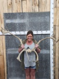 Caribou Antlers On Split Skull Plate