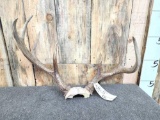 3x4 Whitetail Antlers On Skull Plate