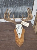 Palmated Whitetail Antlers On Skull