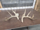 6x5 Whitetail Shed Antlers