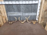 3 Sets Of Whitetail Antlers On Skull Plate