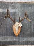 Main Frame 5x5 Whitetail Antlers On Skull