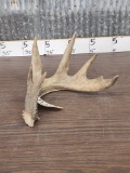 Big Reproduction Whitetail Shed Antler