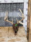 4x4 Whitetail Antlers On Painted Skull