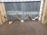 3 Sets Of Deer Antlers On Skull Plate