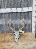 5x5 Whitetail Antlers On Bejeweled Skull