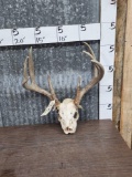 140 Class Wild Whitetail Antlers On Skull