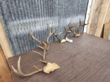 4 Sets Of Deer Antlers On Skull Plate