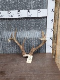 Main Frame 4x4 Whitetail Antlers On Skull Plate