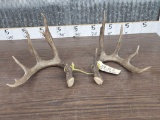 Nice 5x5 Whitetail Shed Antlers