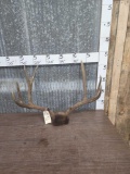 5x5 Mule Deer Antlers On Skull Plate