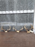 3 Sets Of Whitetail Antlers On Skull Plate