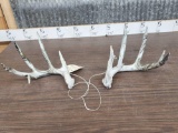 4x5 Whitetail Shed Antlers Camo Dipped