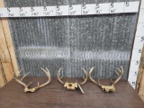 3 Sets Of Whitetail Antlers On Skull Plate