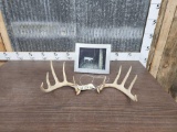 Mini Monster 5x5 Whitetail Shed Antlers