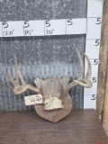 Main Frame 4x5 Whitetail Antlers On Plaque