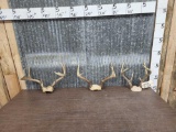 3 Sets Of Whitetail Antlers On Skull Plate